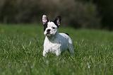 BOULEDOGUE FRANCAIS 1068